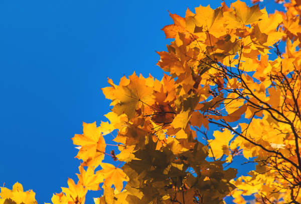 autumn leaves blue sky