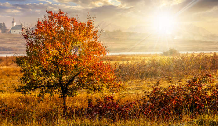 red tree in field